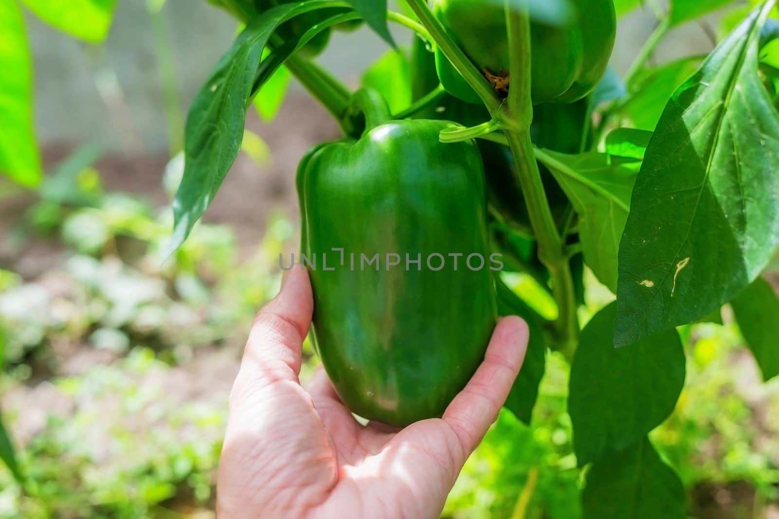 Woman hand holds Growing pepper in a greenhouse by galinasharapova
