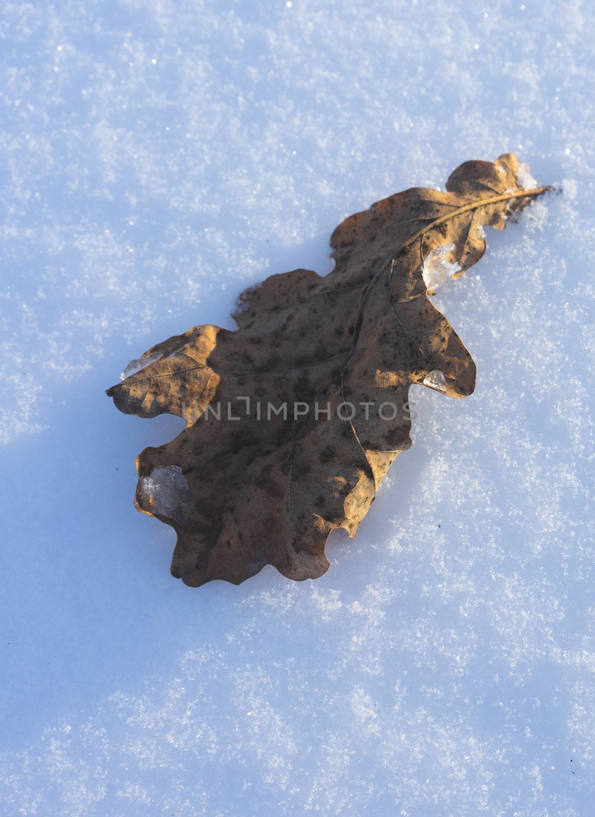 Dried oak leaf on white snow at sunset.