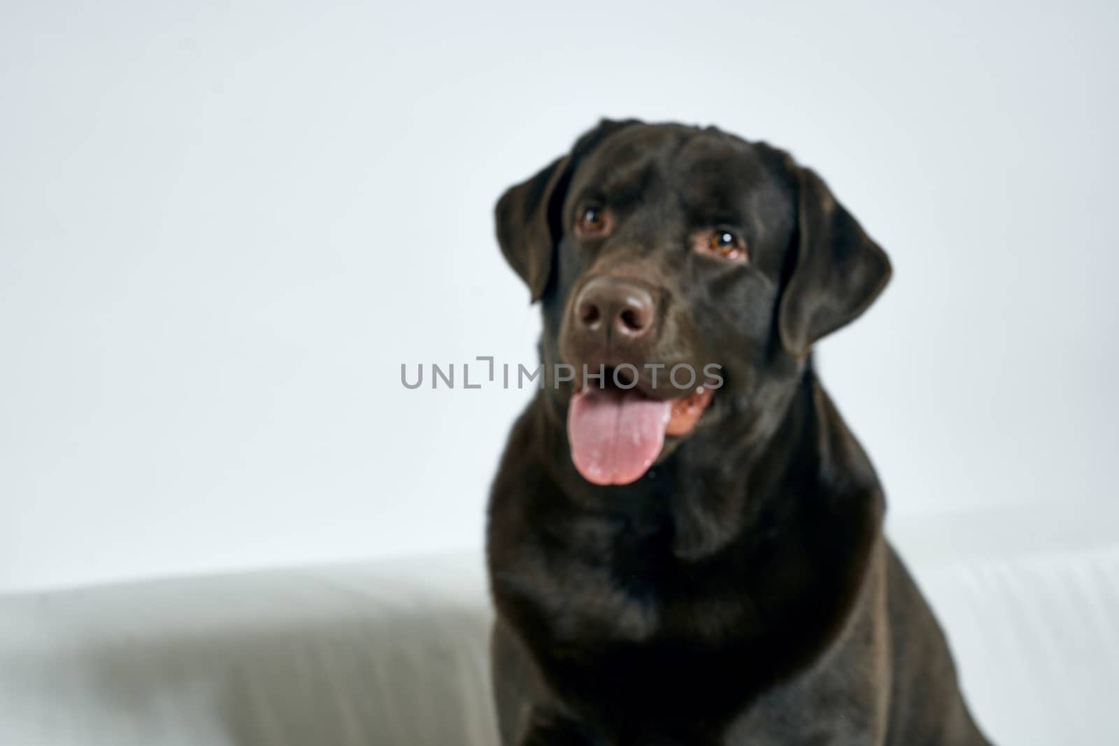 Purebred dog with black hair on a light background portrait, close-up, cropped view. High quality photo