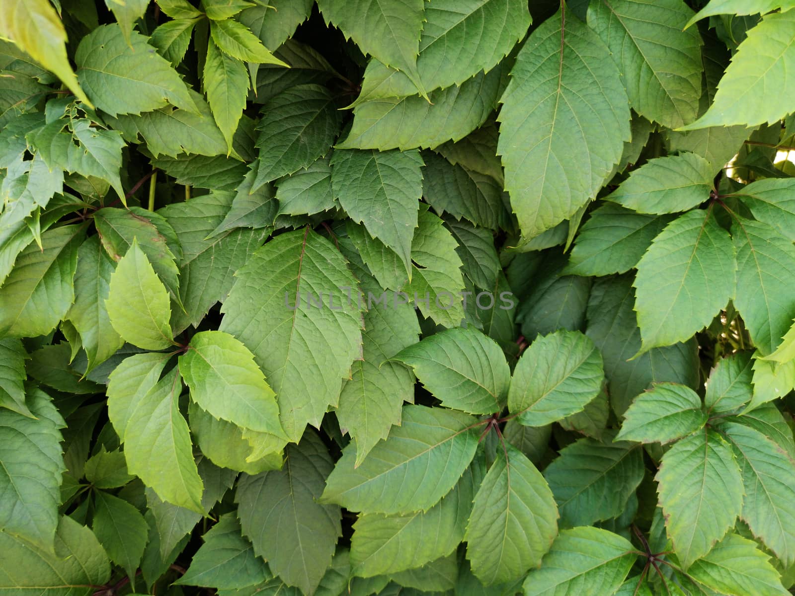 Green vine leaves on the wall.Natural background from climbing plant.. by galinasharapova