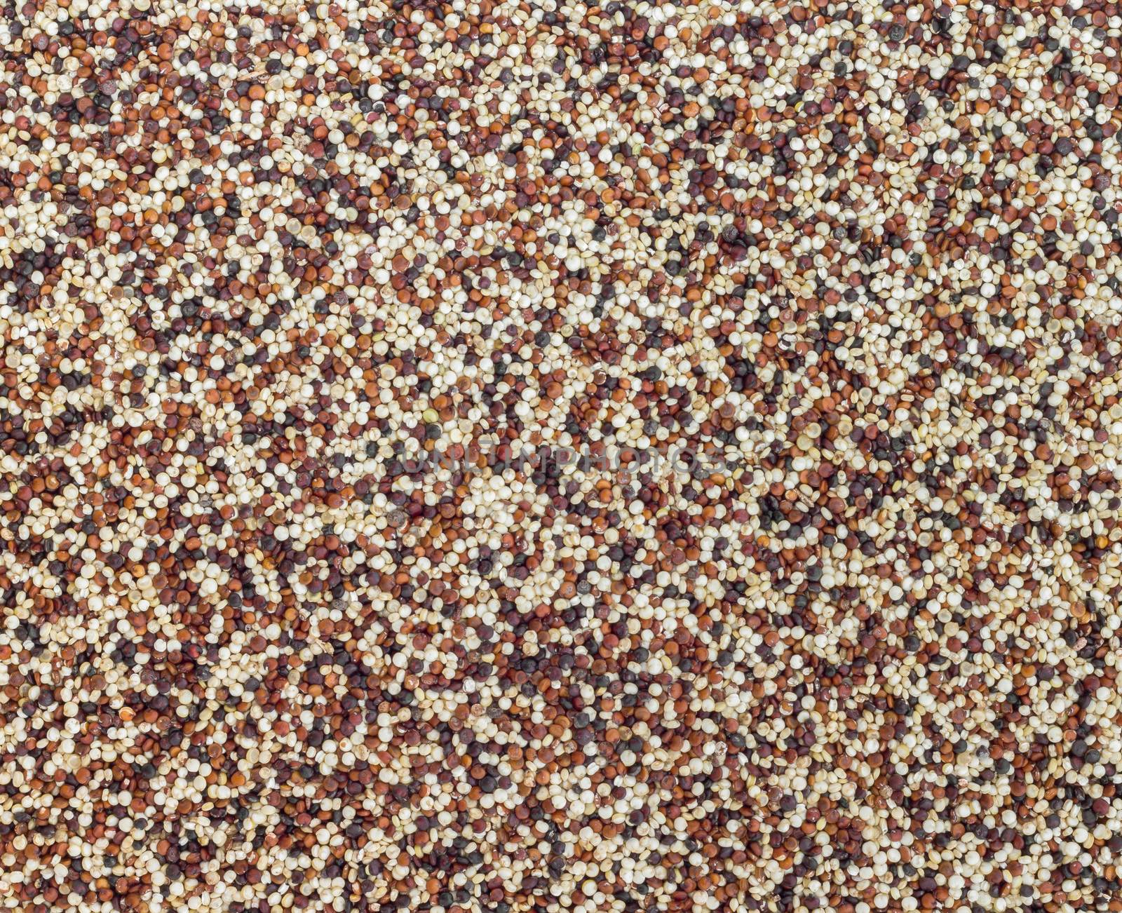 Mixed red, white and black quinoa as an abstract background texture. Seeds of uncooked quinoa. Superfood.