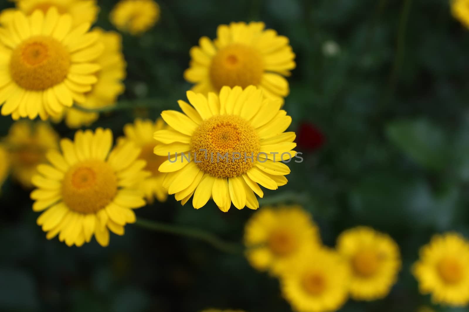 The picture yellow flowers in the garden