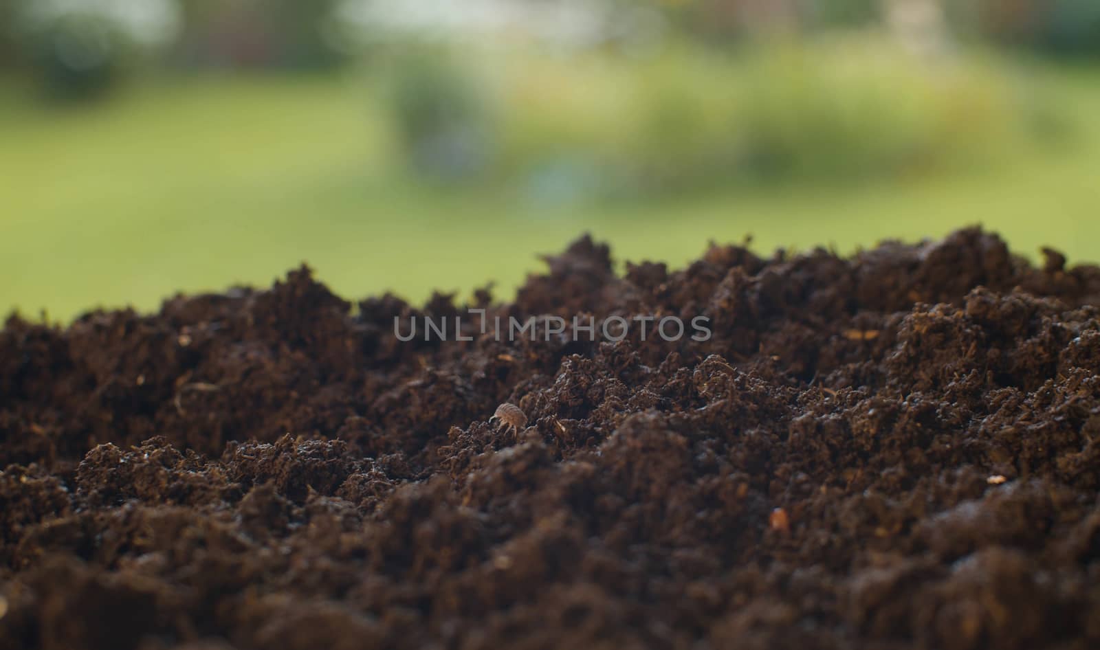 Worm and bug crawling in freshly dug up soil. Insects close up. Invertebrate life.