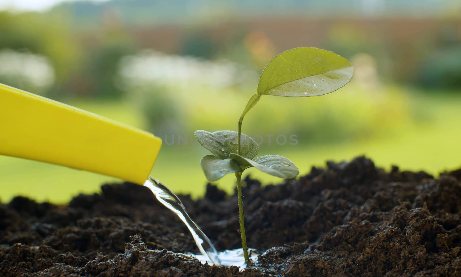 Close up male hands watering small lemon tree. Agriculture, gardening or ecology concept