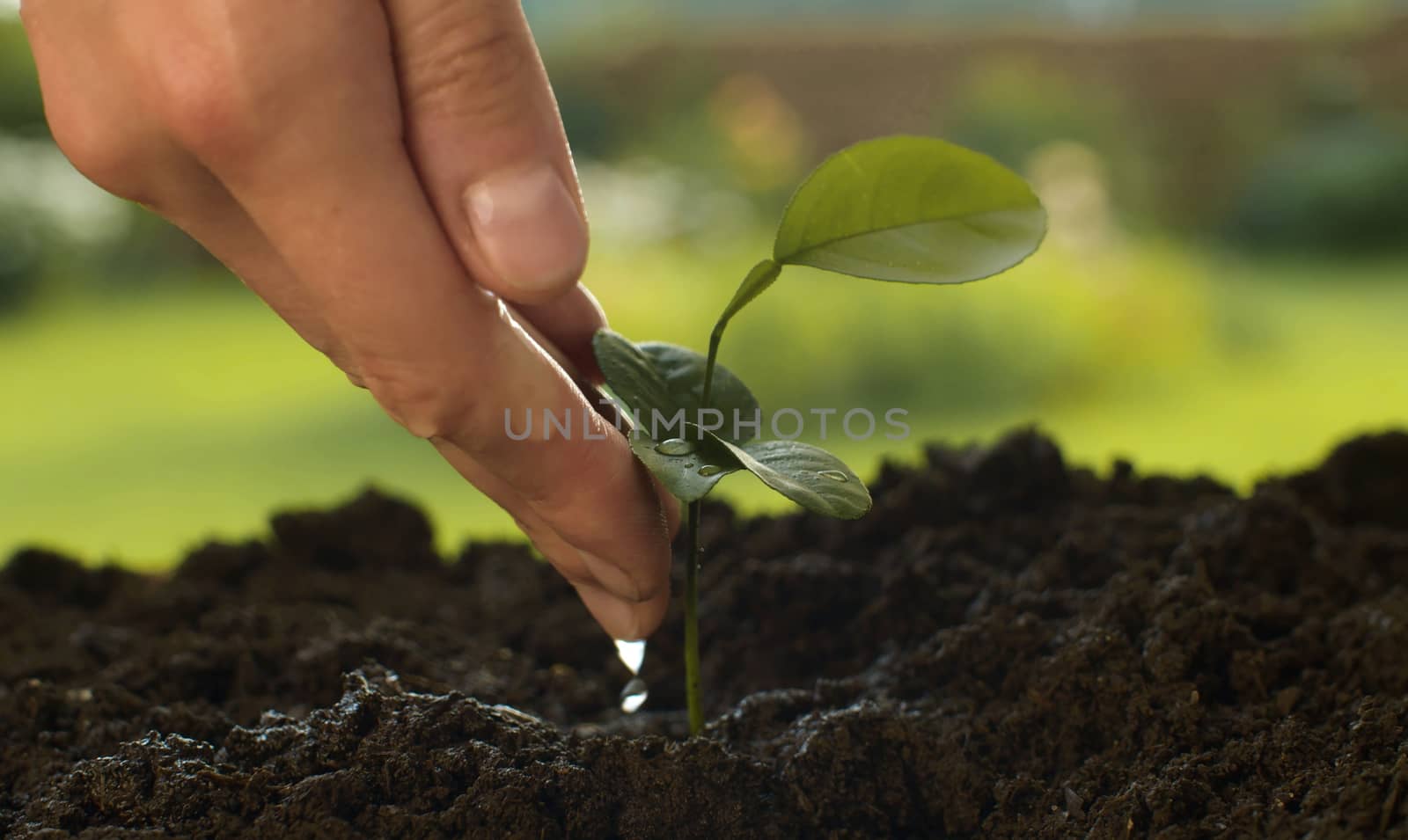 Close up male hands watering small lemon tree. Agriculture, gardening or ecology concept