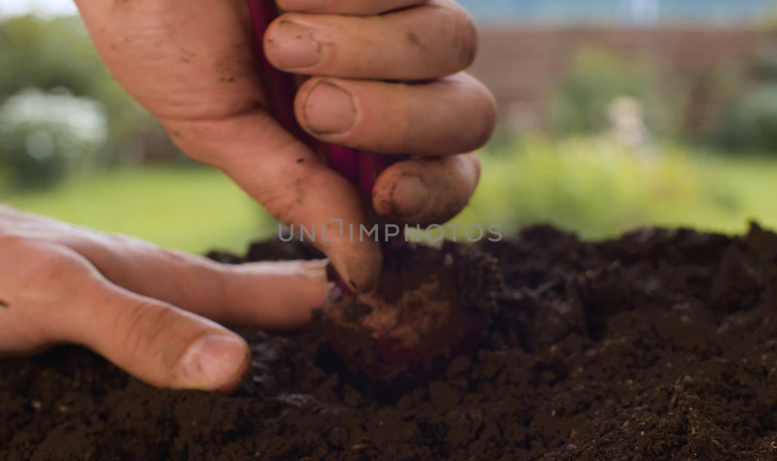 Close up farmer's hands pulling out beets from the ground. Agriculture, gardening or ecology concept