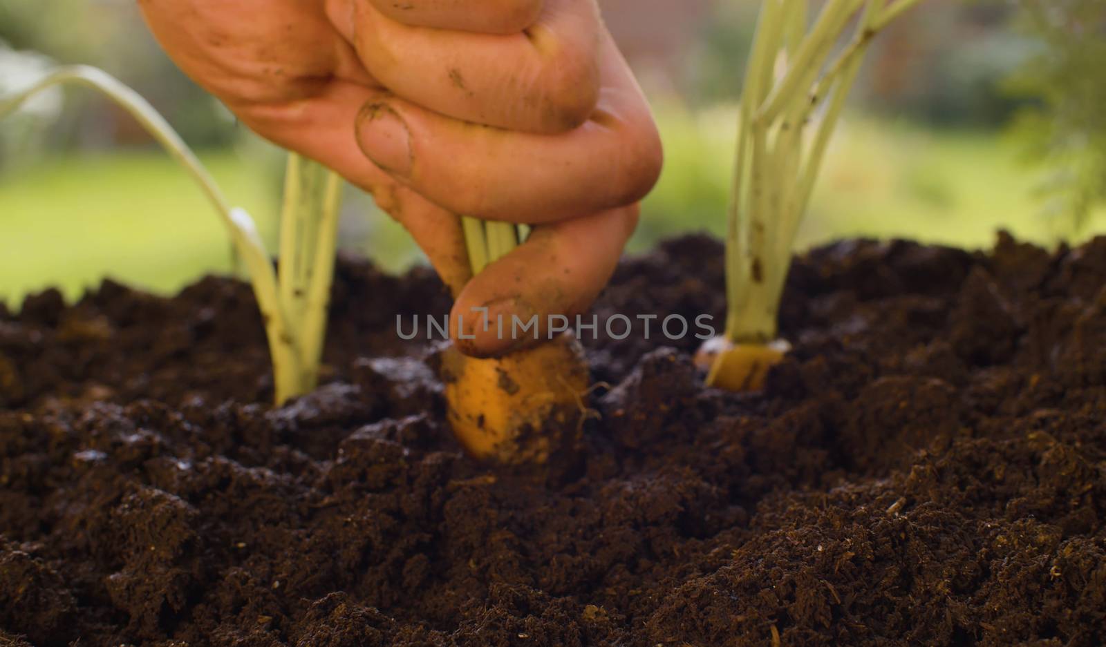 Close up farmer's hands pulling out carrot from the ground. Agriculture, gardening or ecology concept