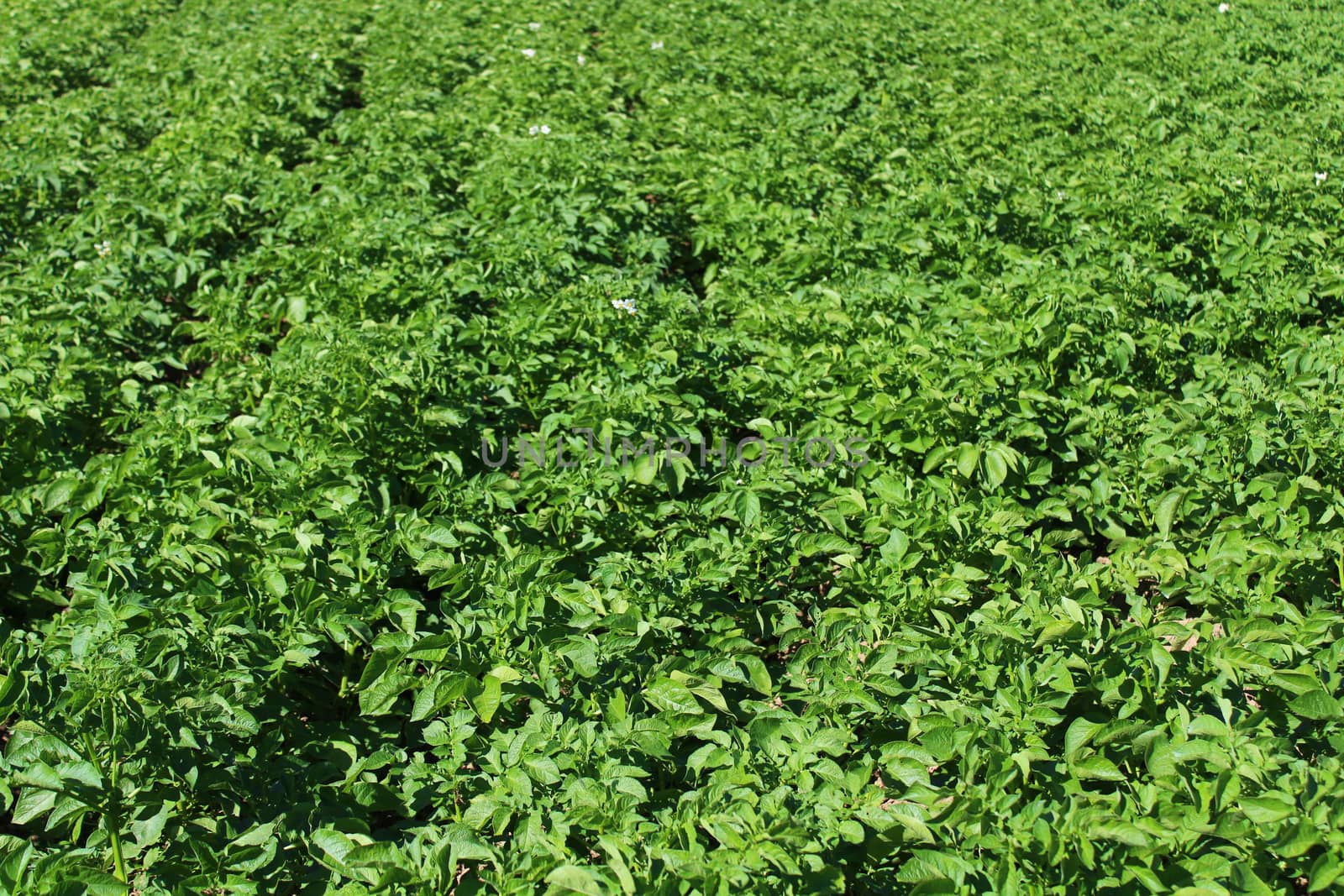 The picture shows many potato plants in the garden
