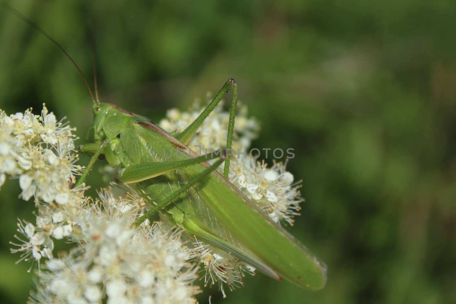 bush cricket on a blossoming meadow sweet by martina_unbehauen