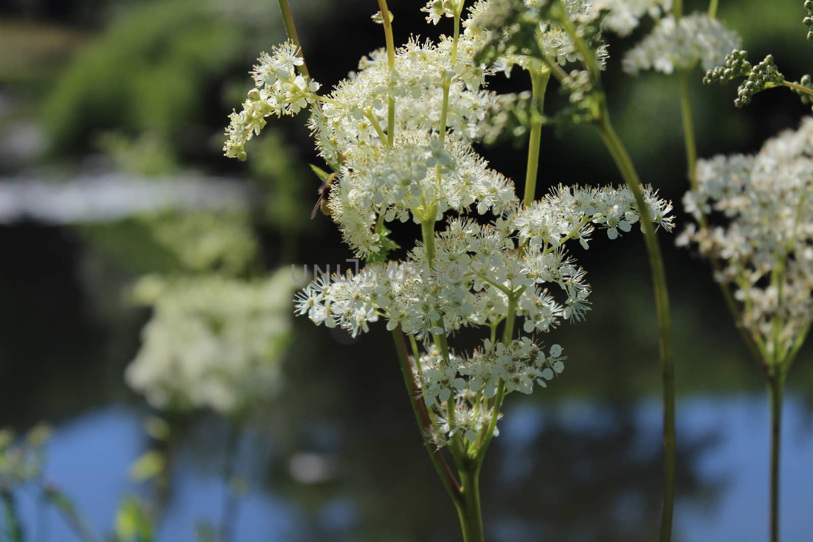 blossoming meadowsweet in the meadow by martina_unbehauen