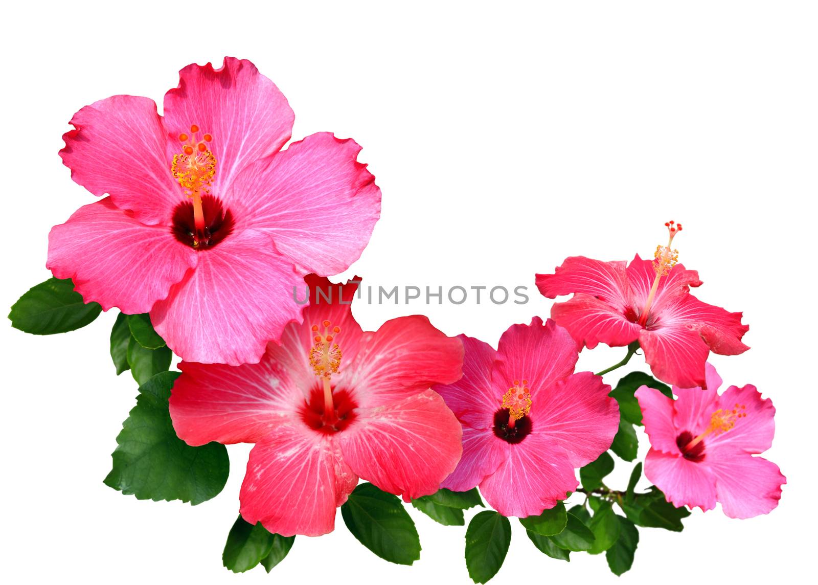 Pink and Red Hibiscus flowers by igorot