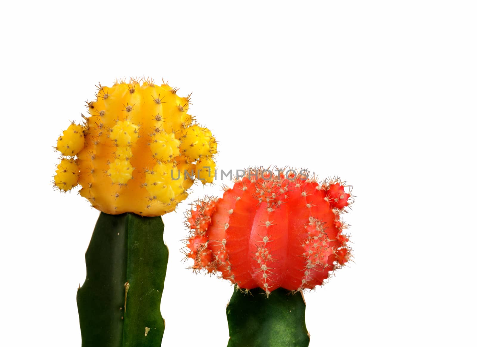 Yellow and red small cacti isolated in white background