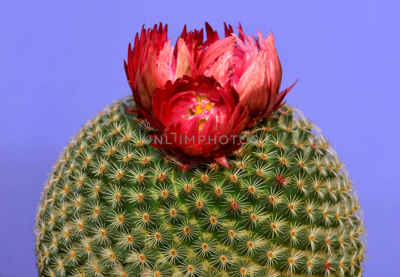 Round Cactus with Red Flower by igorot