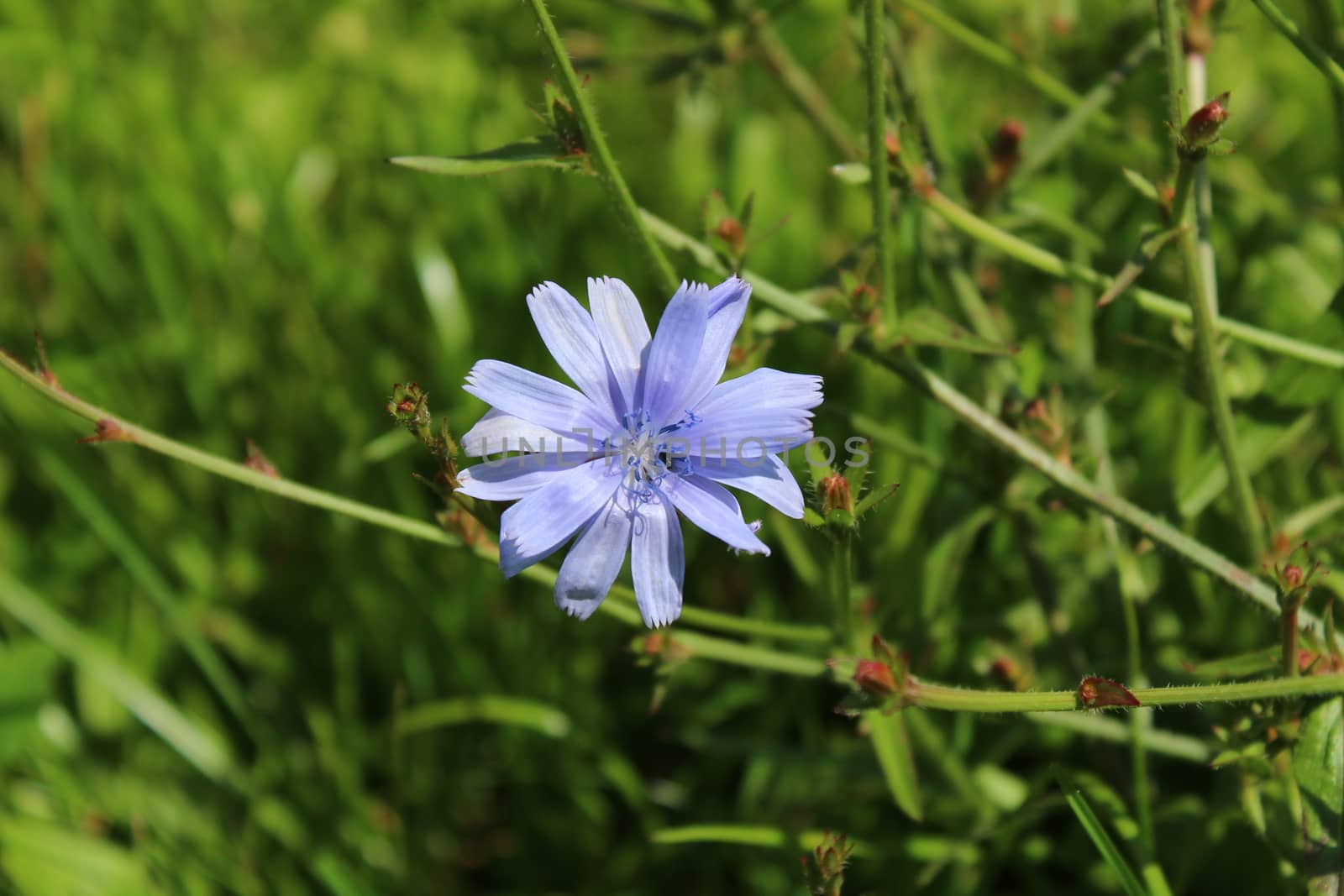 blue chicory in the meadow by martina_unbehauen