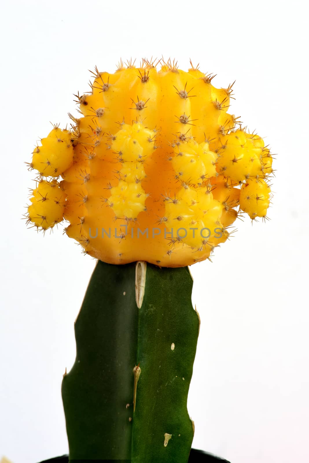 A small yellow cactus isolated in white background