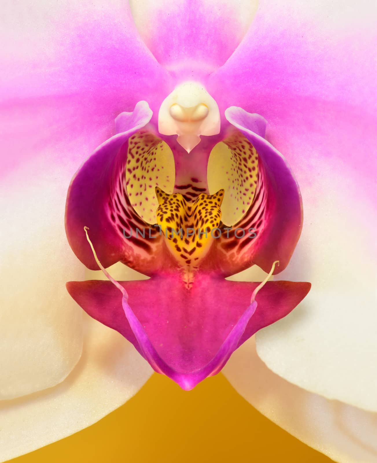 Close up, macro image of a Dendrobium Orchid.