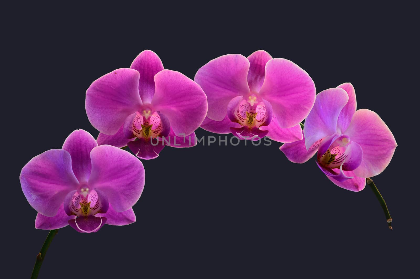 Macro image of a Dendrobium Orchid in dark background