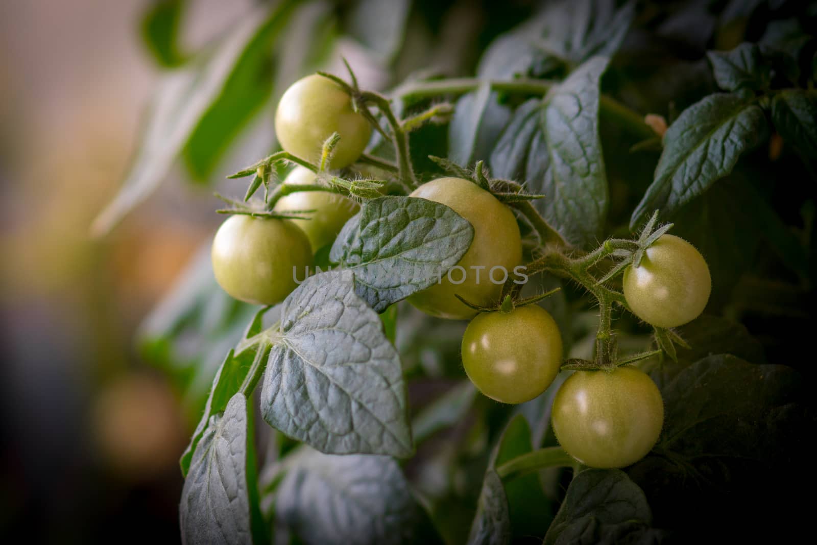 A branch with unripe green tomatoes. Green unripe tomatoes close-up.