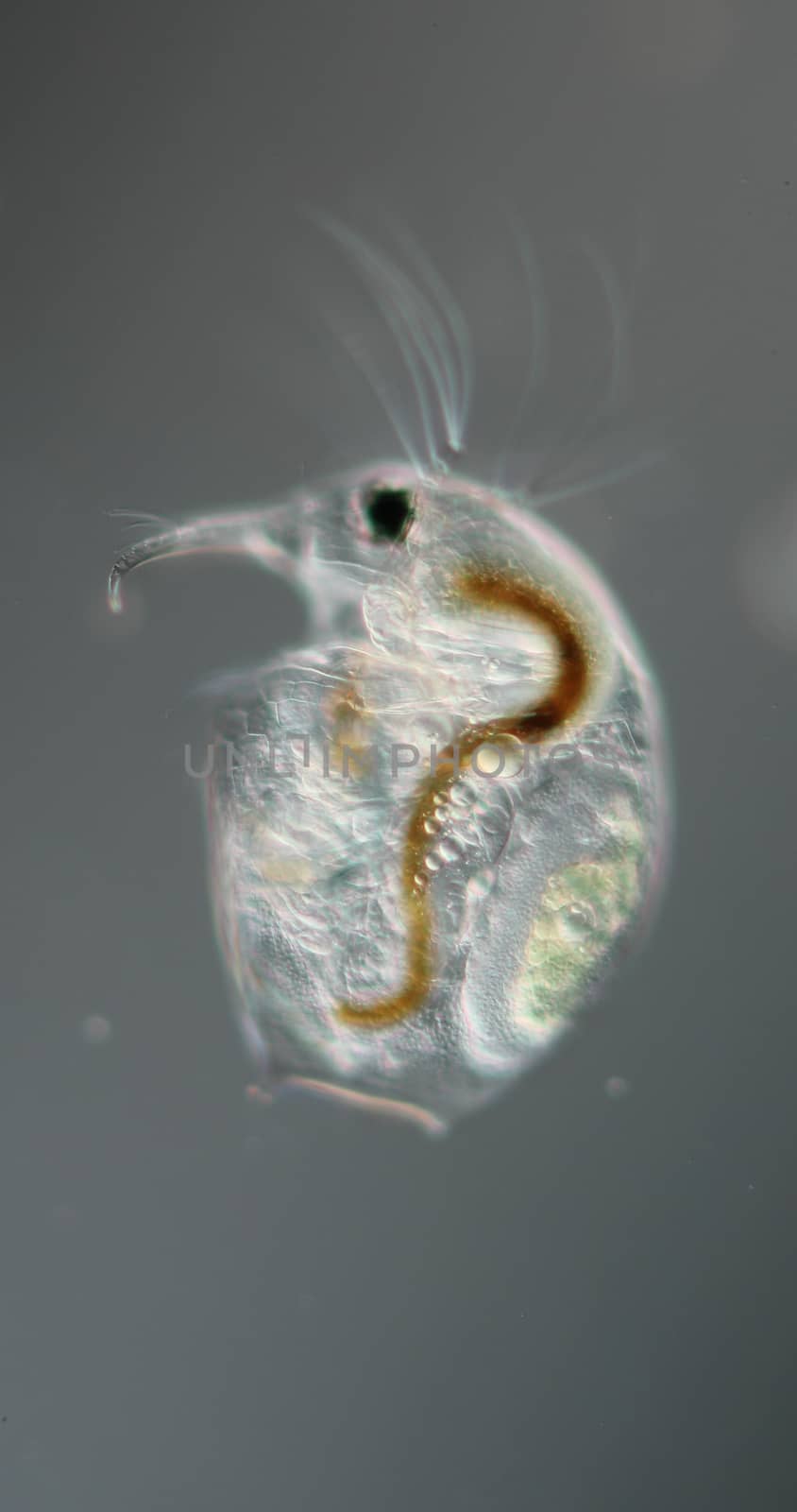 Water flea with embryo and antennae at high magnification in the water drop