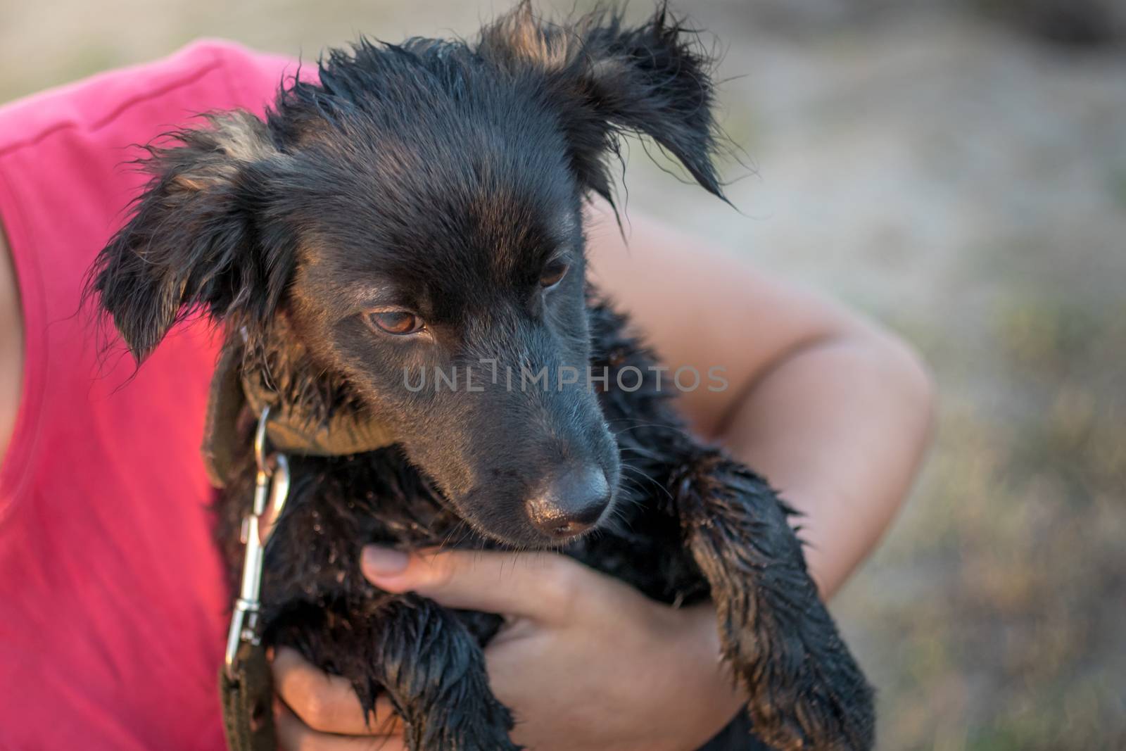 A sad puppy in the arms of a girl. A girl is holding a dog in her arms. Friendship of man and dog. A dog is a man's friend. Charity towards animals.