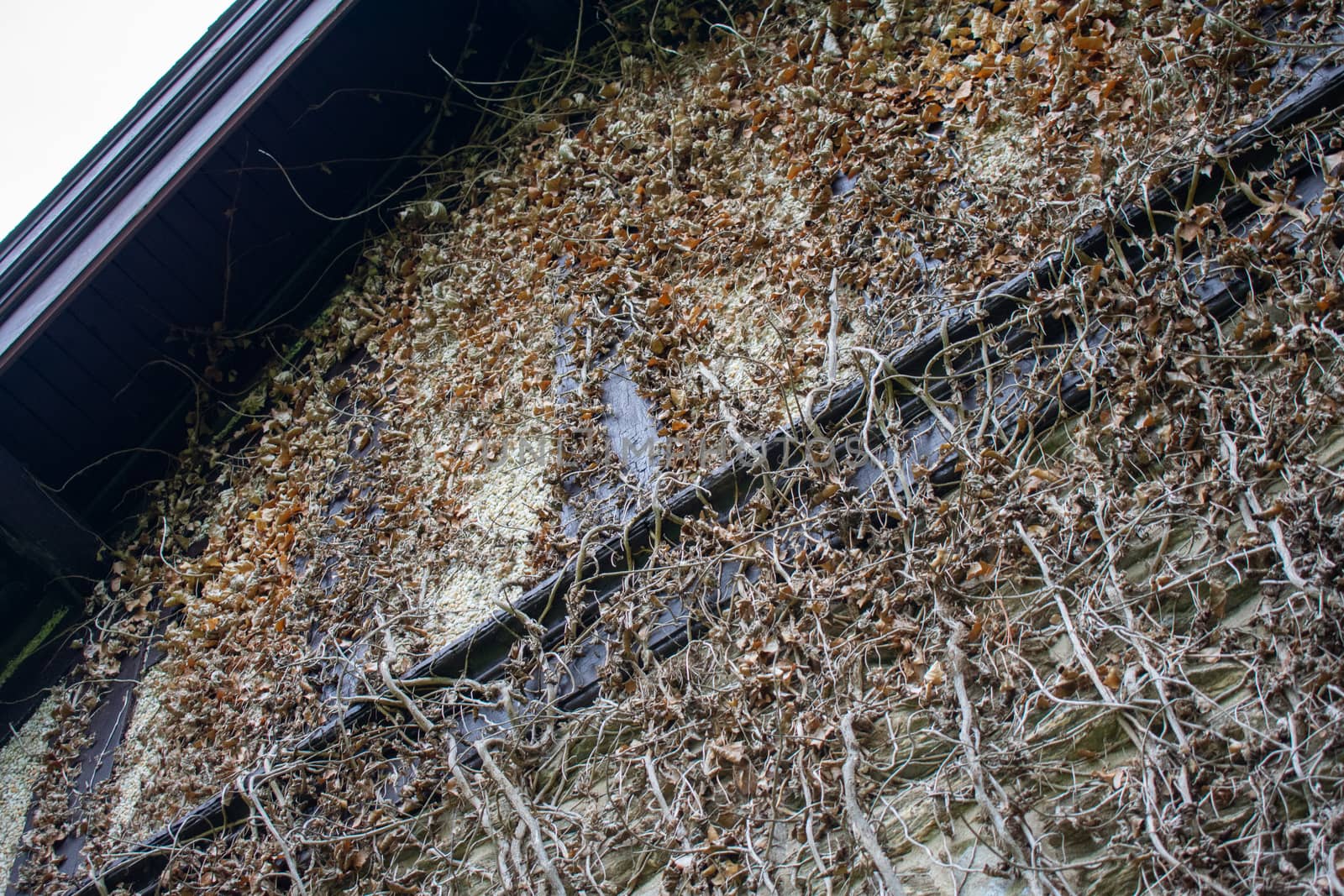 An Old Cobblestone Wall Covered in Dead Ivy