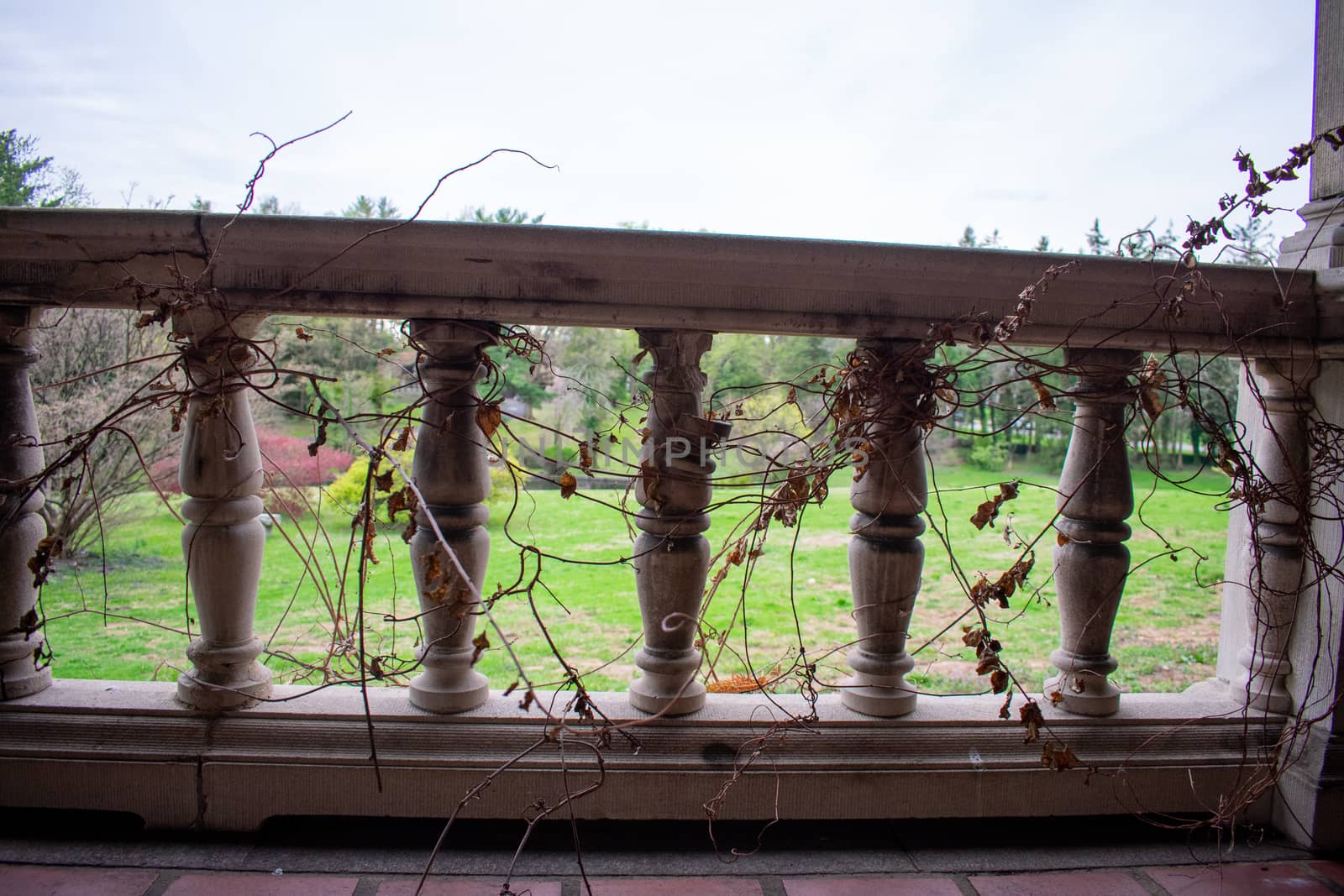 An Old Stone Railing Covered in Dead Ivy