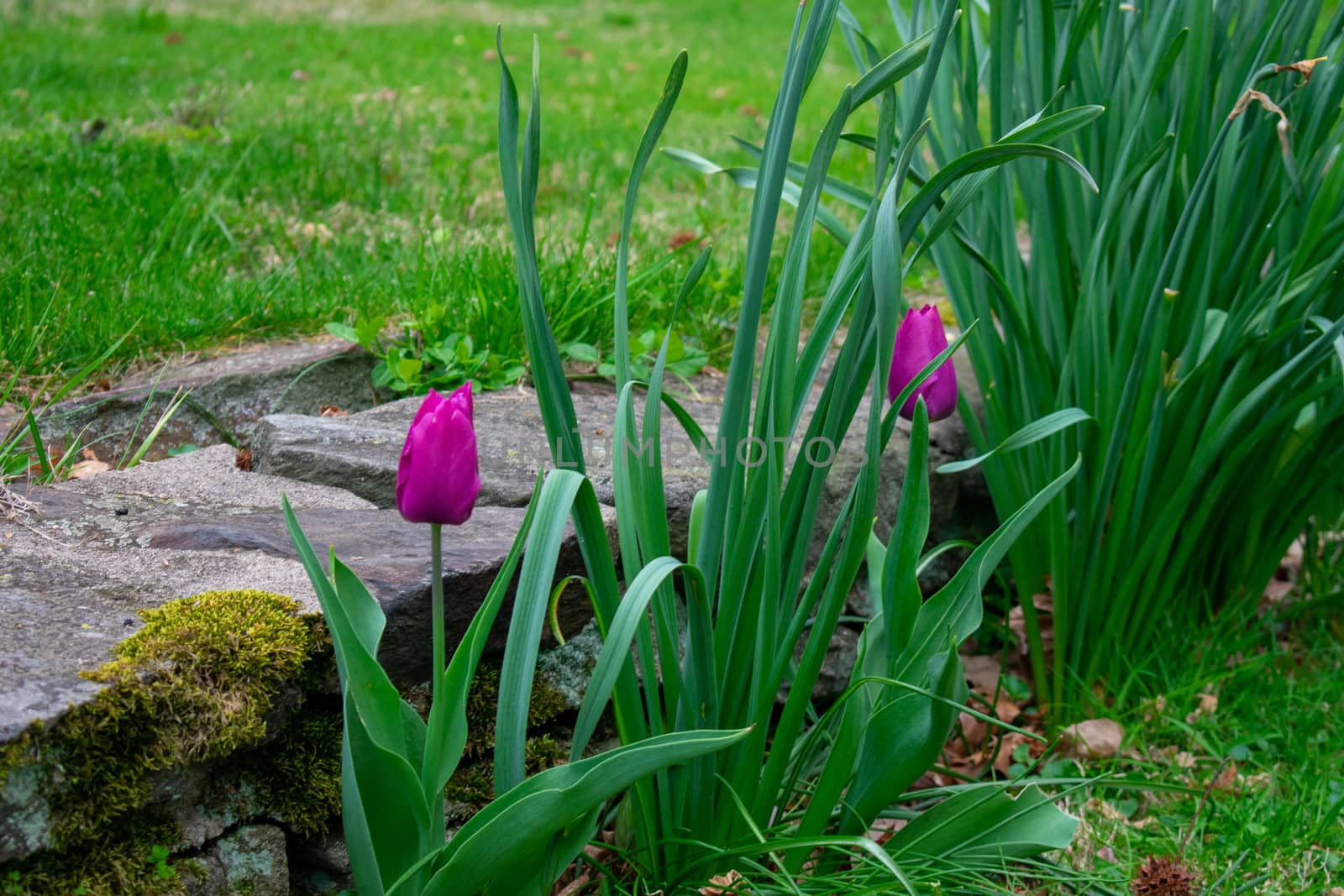 A Patch of Purple Tulips Next to a Small Cobblestone Wall by bju12290