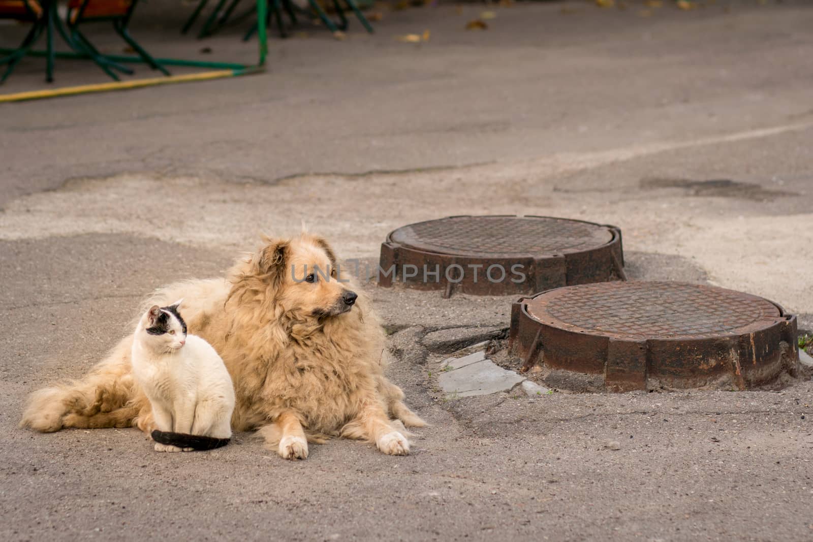 Homeless animals. Stray cat and dog. Friendship between a dog and a cat. Abandoned pets. Street animals.