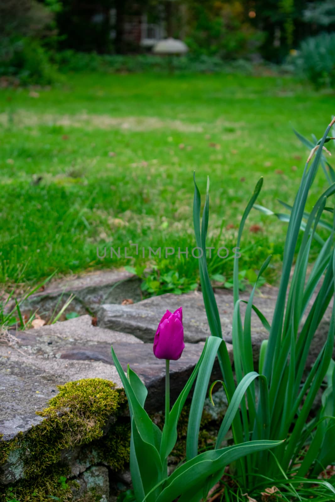 A Patch of Purple Tulips in Spring Next to a Small Cobblestone Wall