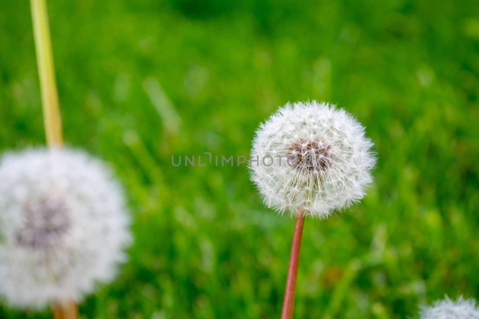 A Fresh White Dandelion on a Green Grass Background