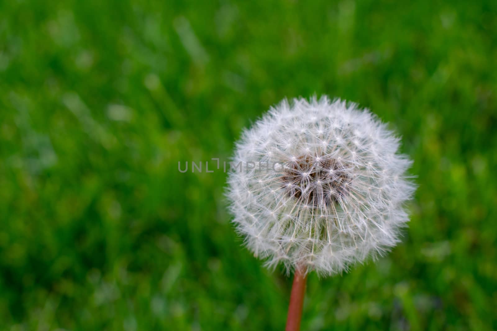 A Fresh White Dandelion on a Green Grass Background