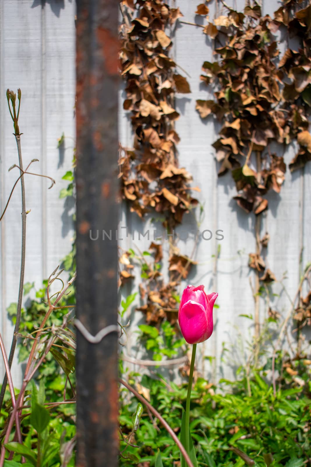 A Single Red Tulip Behind a Metal Fence With a Wall Covered in D by bju12290