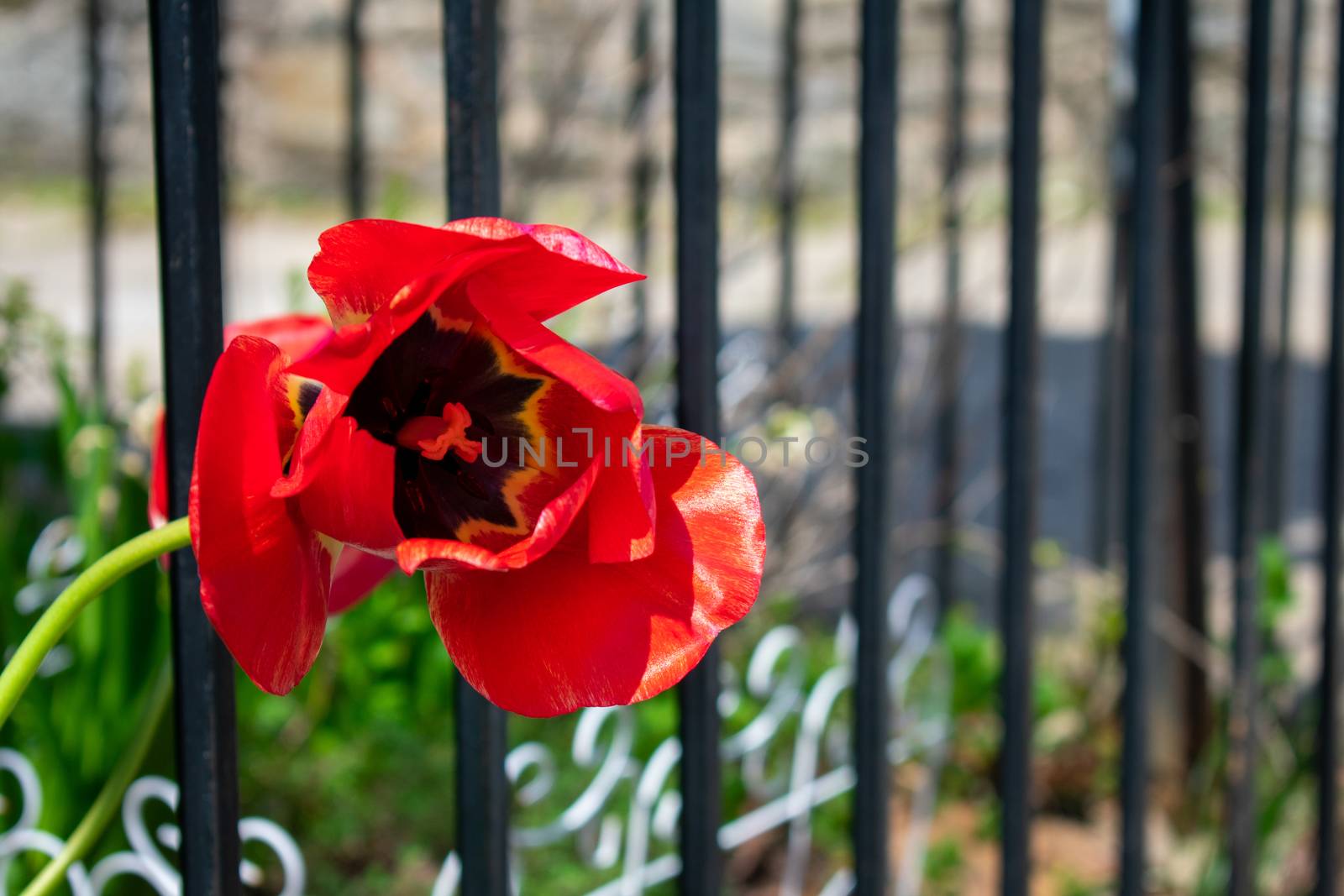 A Single Red Tulip Next to a Fence and Suburban Sidewalk