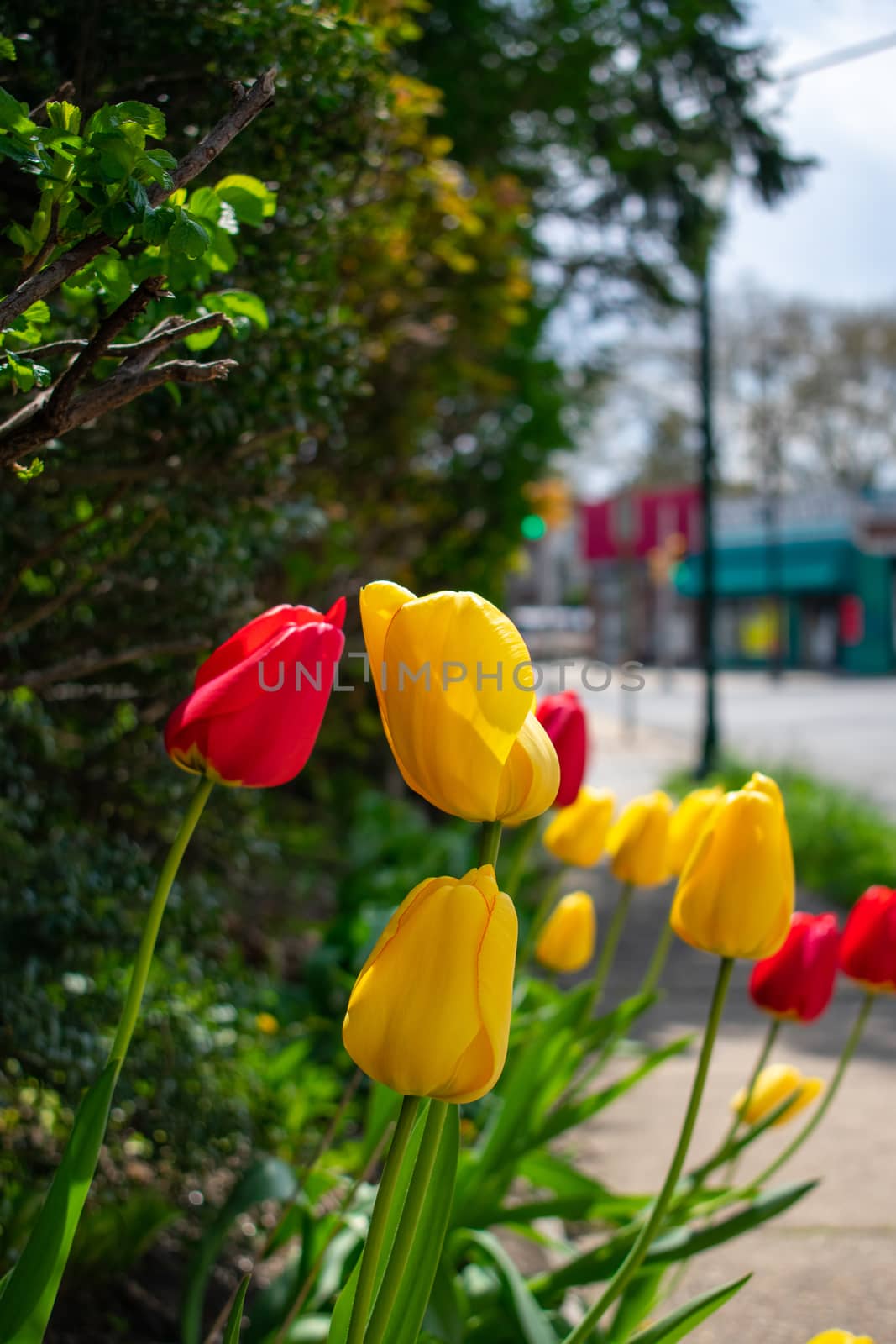 A Patch of Fresh Yellow and Red Tulips Next to a Suburban Sidewalk