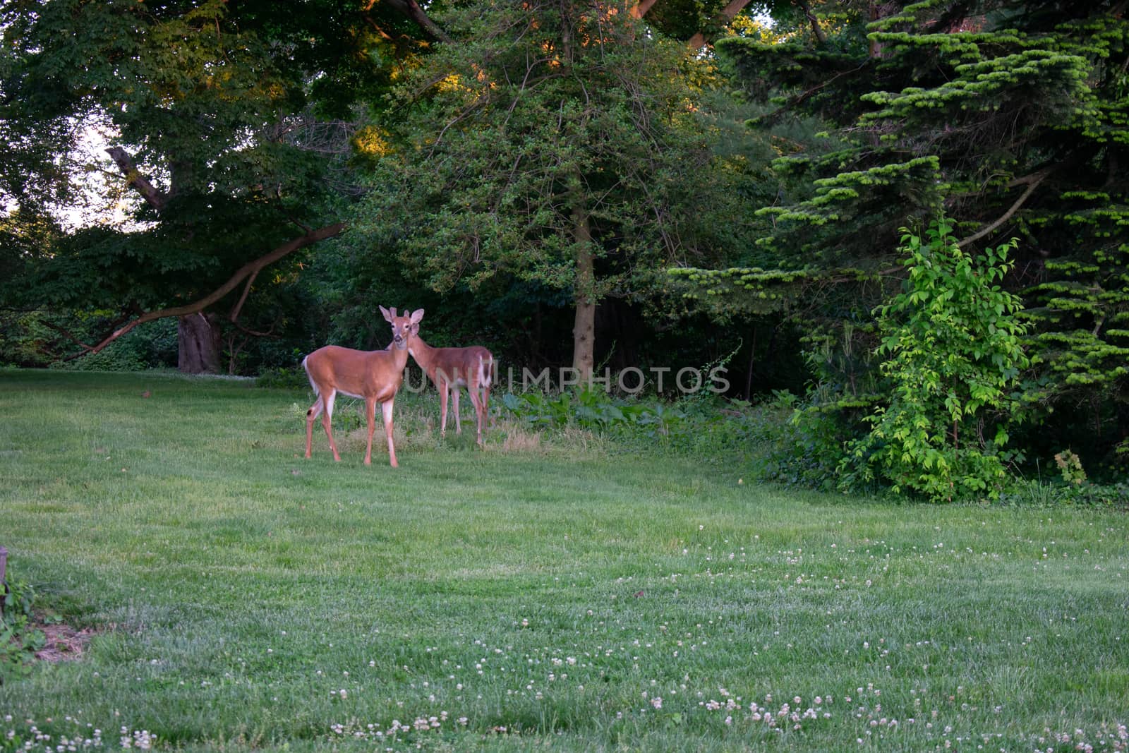 A Deer in a Patch of Grass in a Suburban Backyard by bju12290