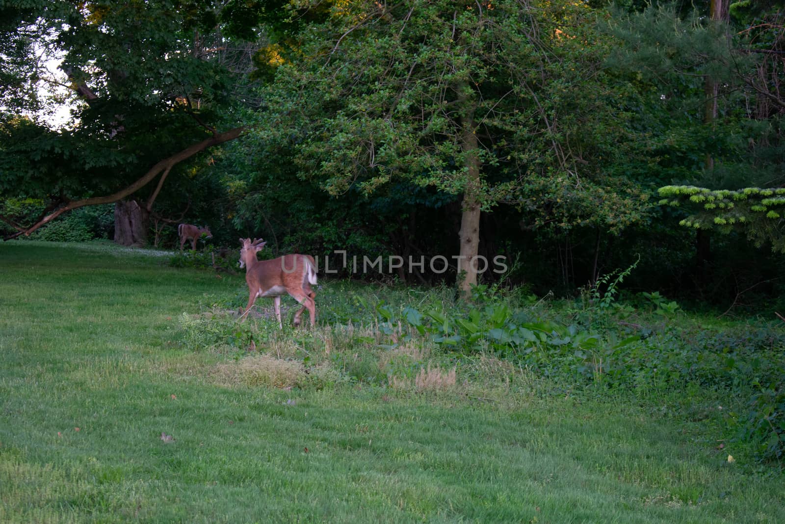 A Deer in a Patch of Grass in a Suburban Backyard by bju12290