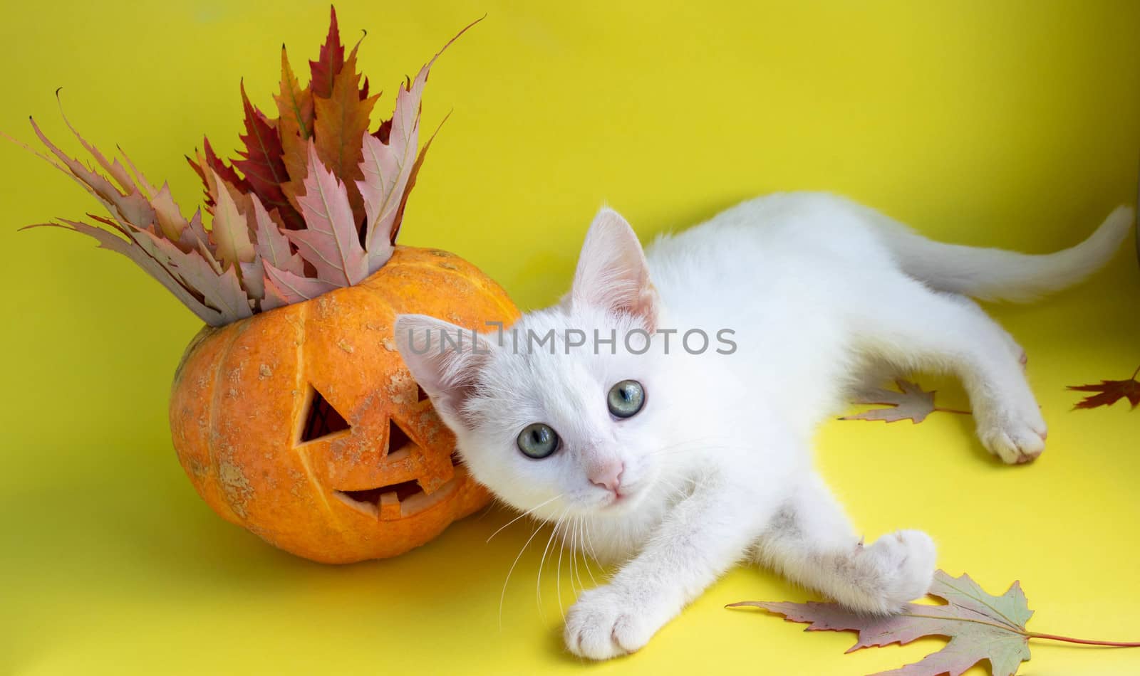 Funny pumpkin on a yellow background next to a white cat, looking at the camera.The Concept Of Halloween by lapushka62