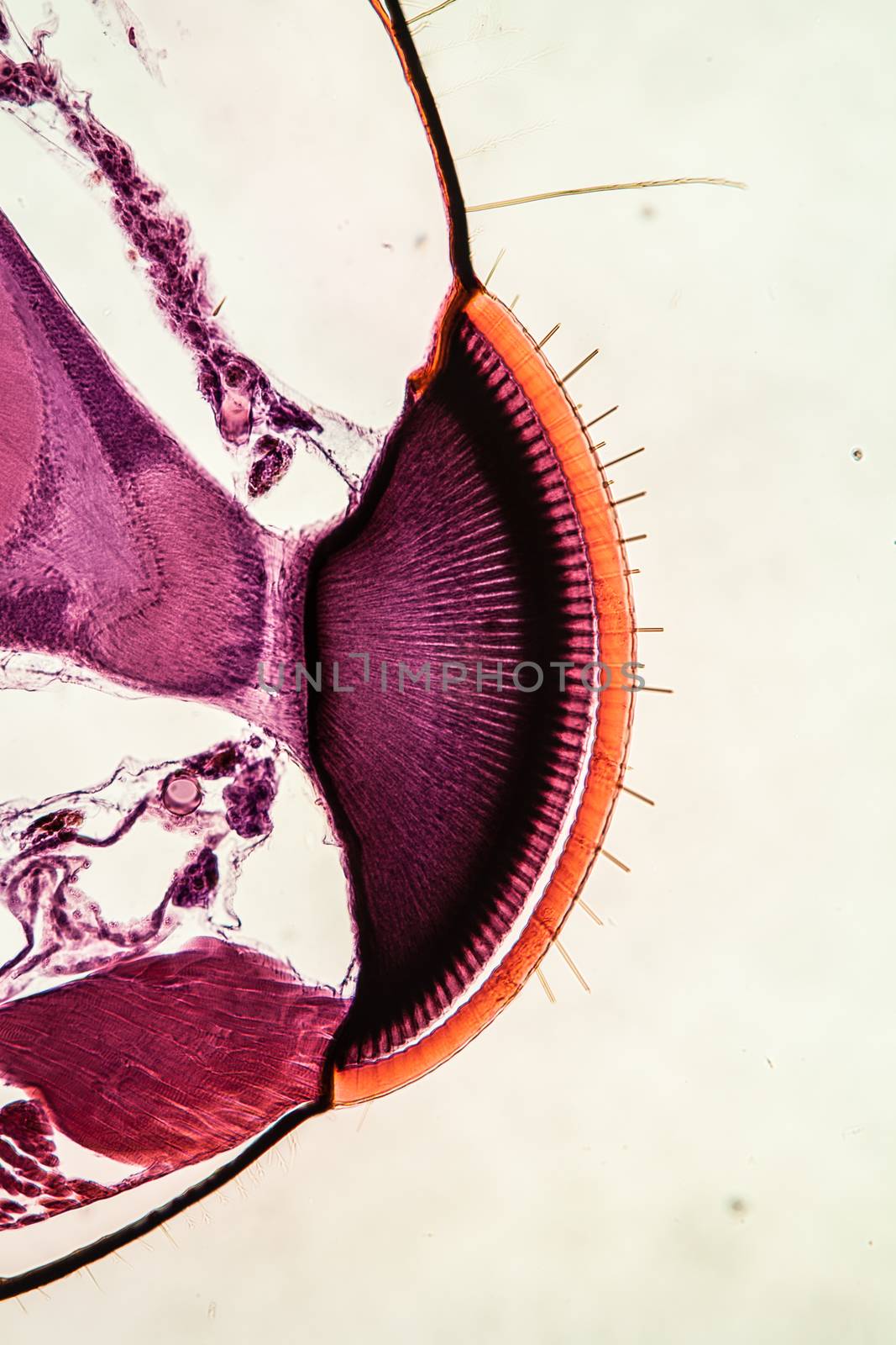 Bee compound eye enlarged 100x along by Dr-Lange