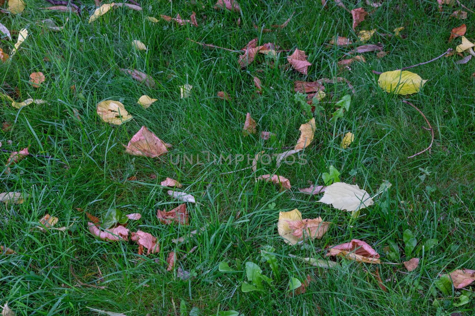 Fallen maple leaves on grass field. Autumn concept of fallen leaves on a green grass lawn. Dry leaves contrast with green grass