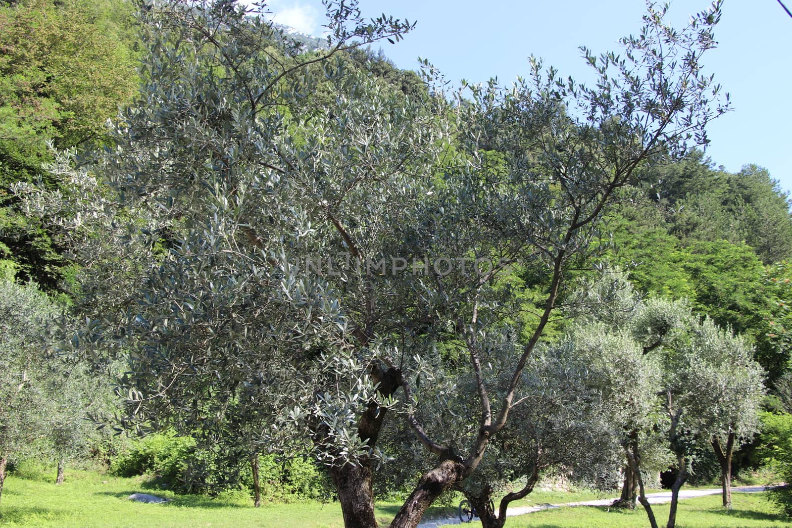 olive grove on Garda lake in northern Italy