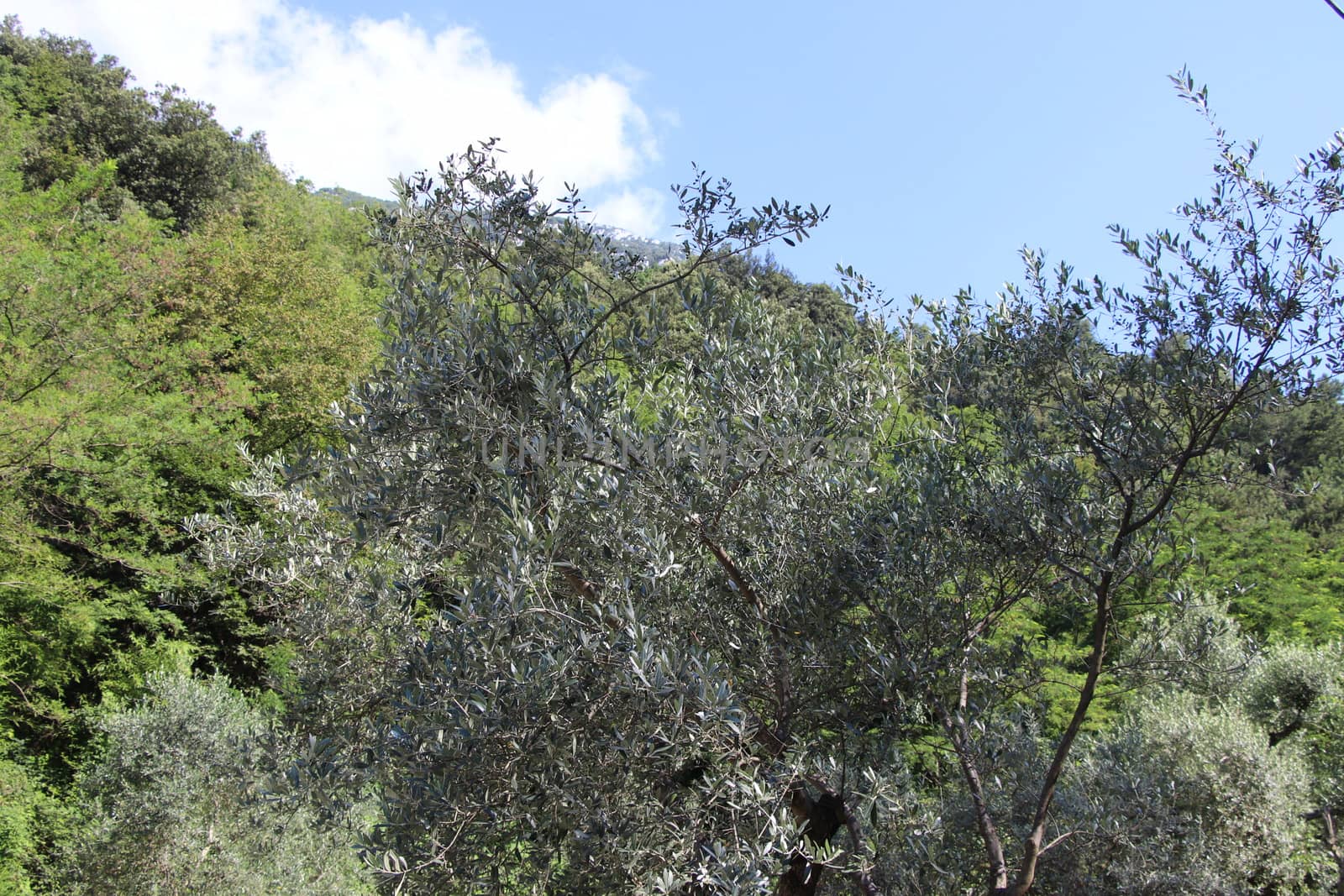 olive grove on Garda lake in northern Italy