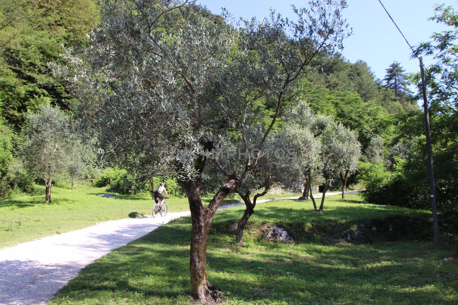 cyclist in olive grove on Garda lake in northern Italy