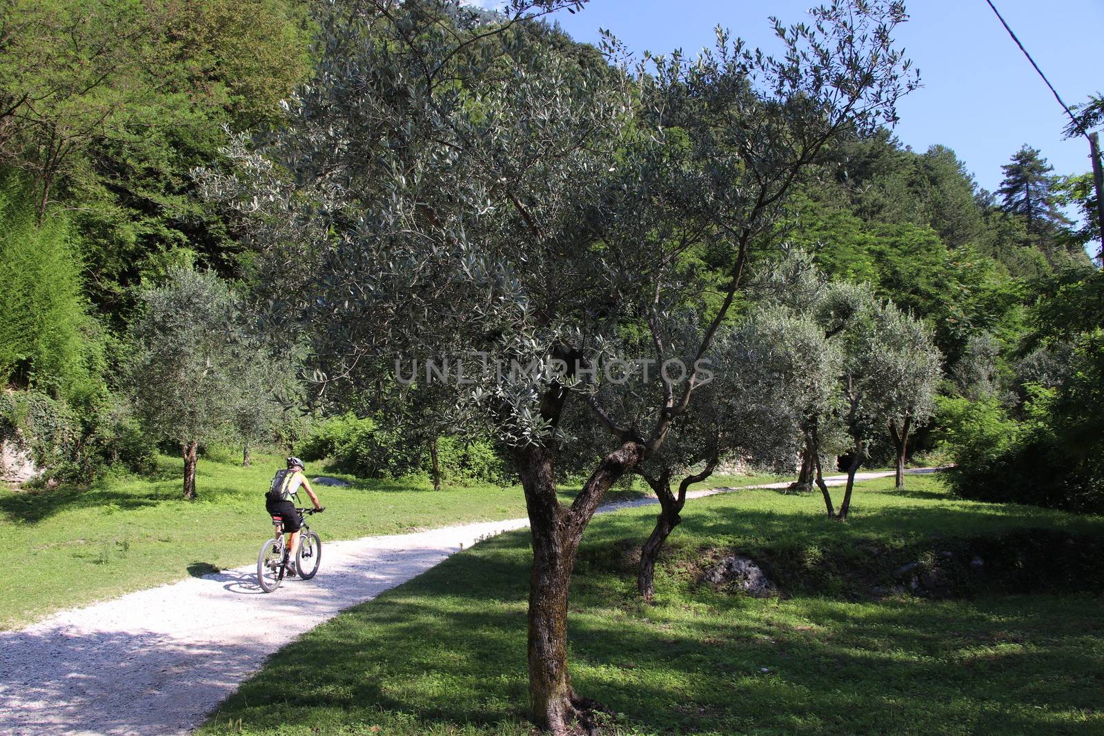 cyclist in olive grove on Garda lake in northern Italy