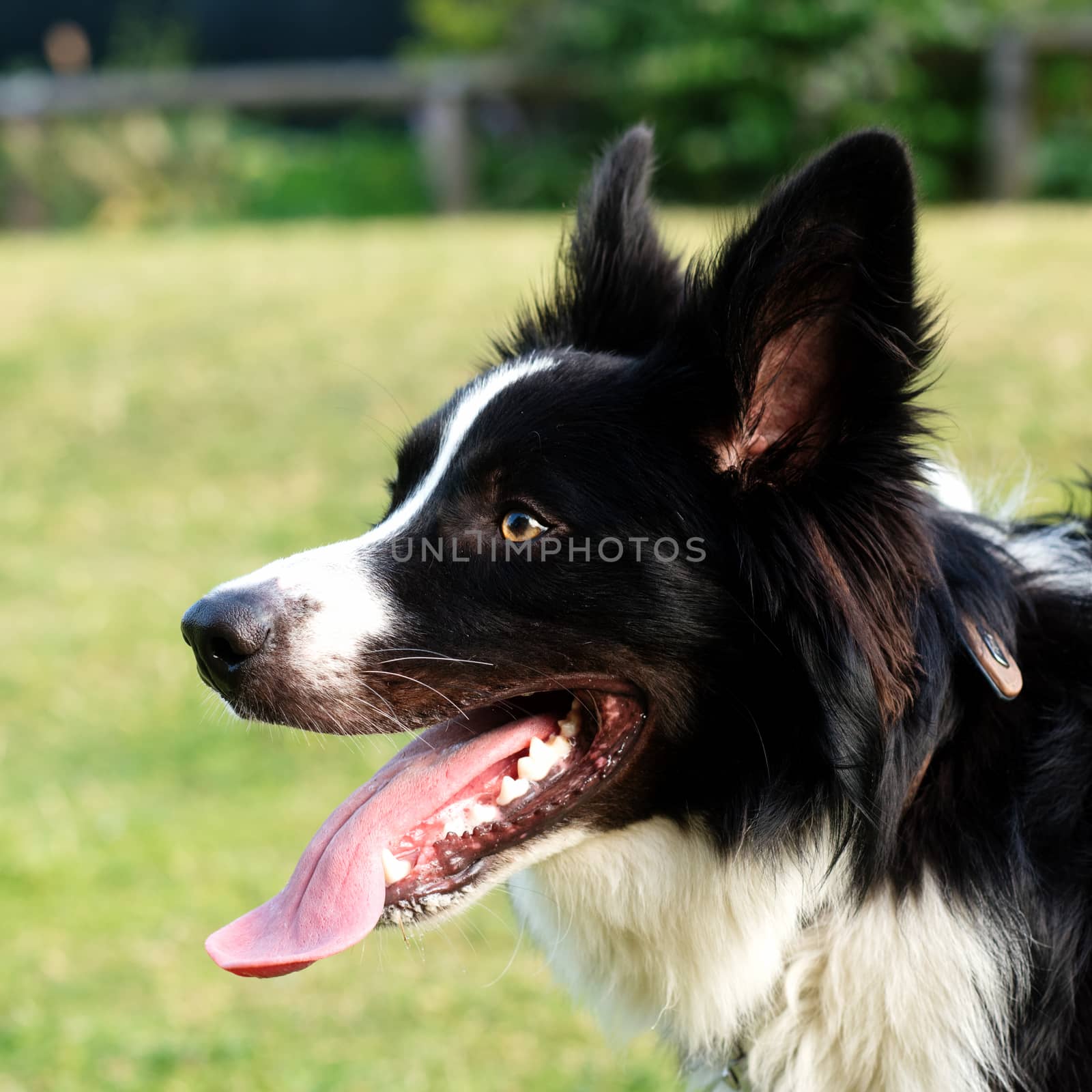 Black and white collie playing on the grass