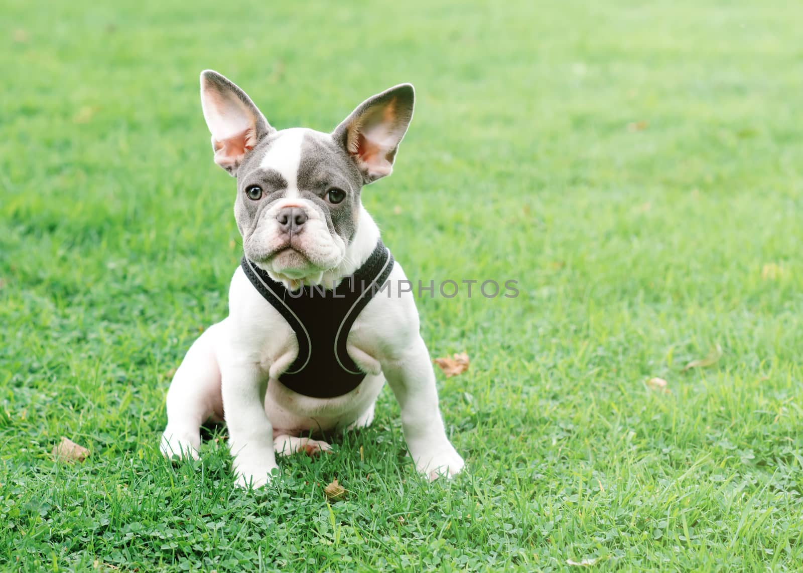Puppy of White French Bulldog out for a walk sitting on the gras by Iryna_Melnyk