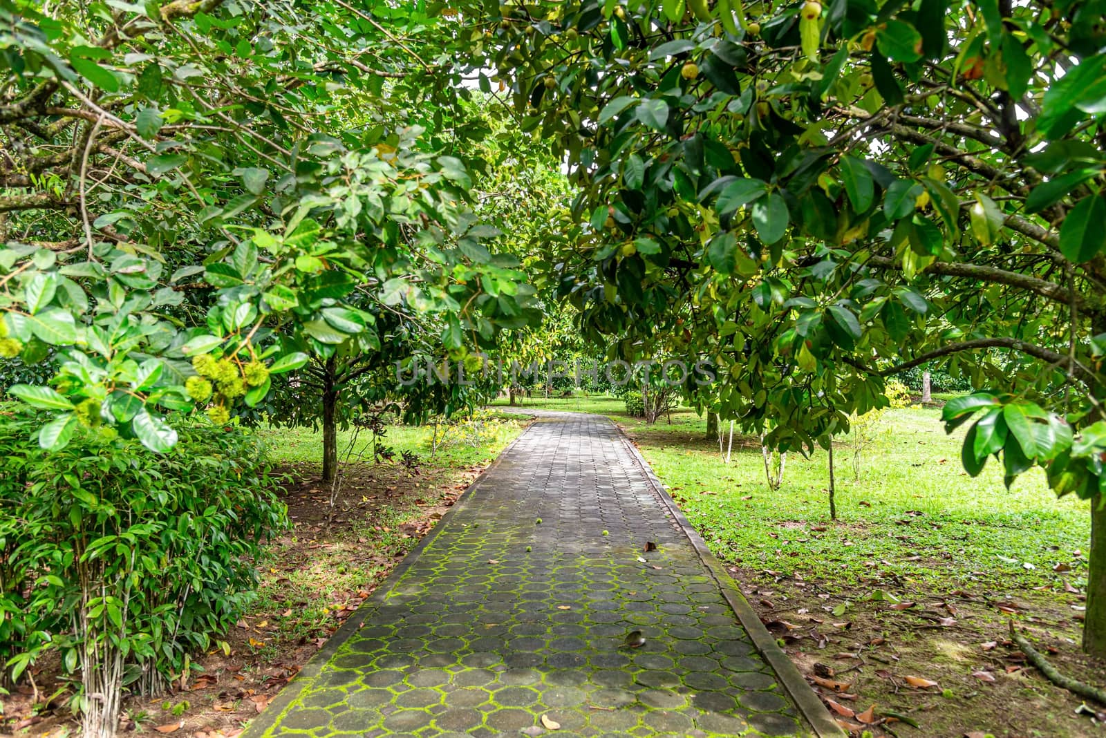 Way in garden park with green leaf nature background