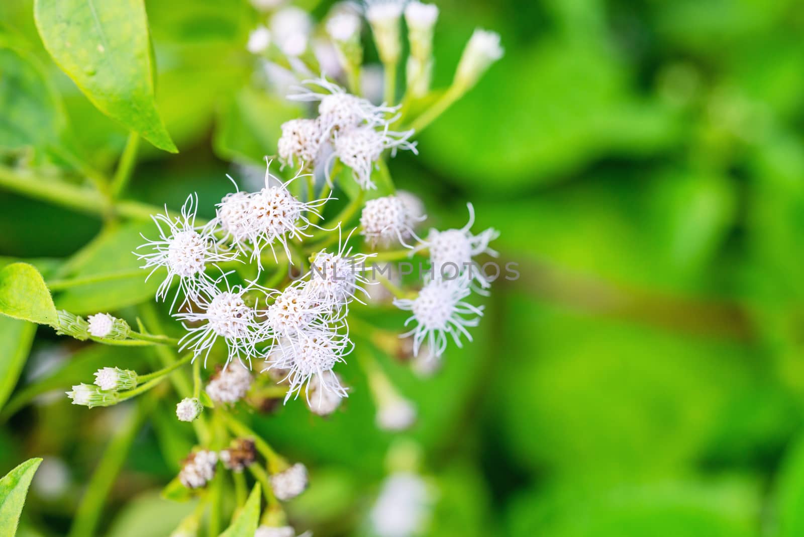 Ageratum conyzoides flower with blurred green leaf in rural area, Selective focus blossom, Macro