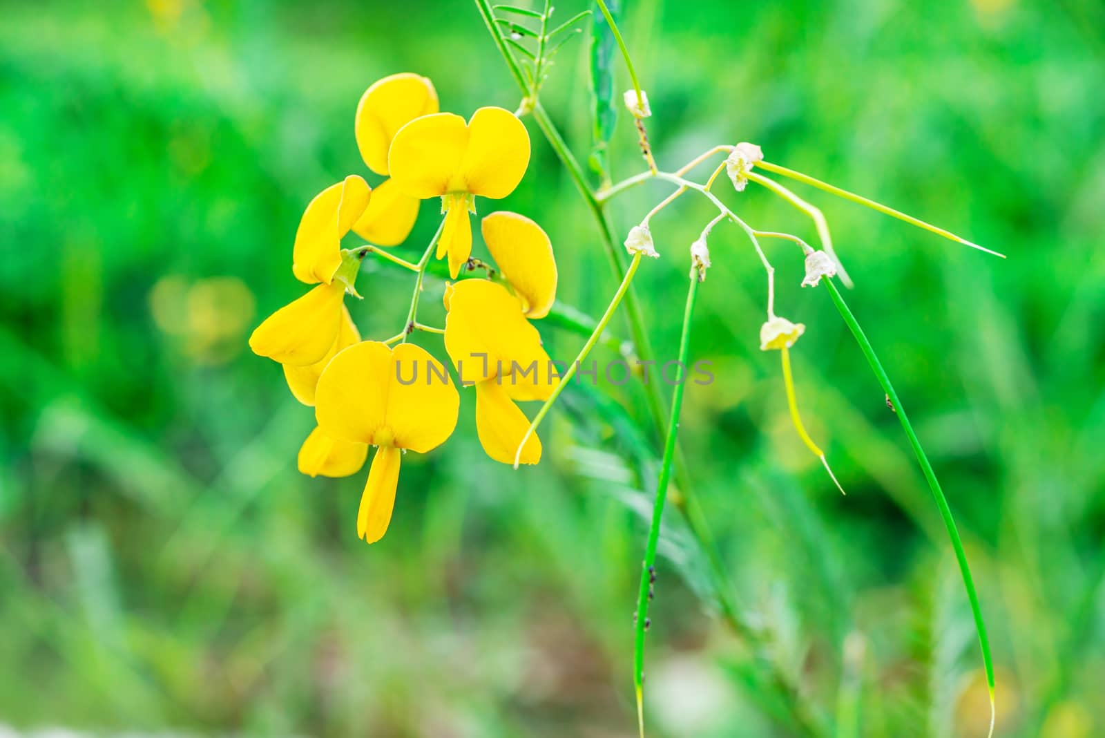 Faboideae or fabaceae, Rural yellow flower on blurred green nature background