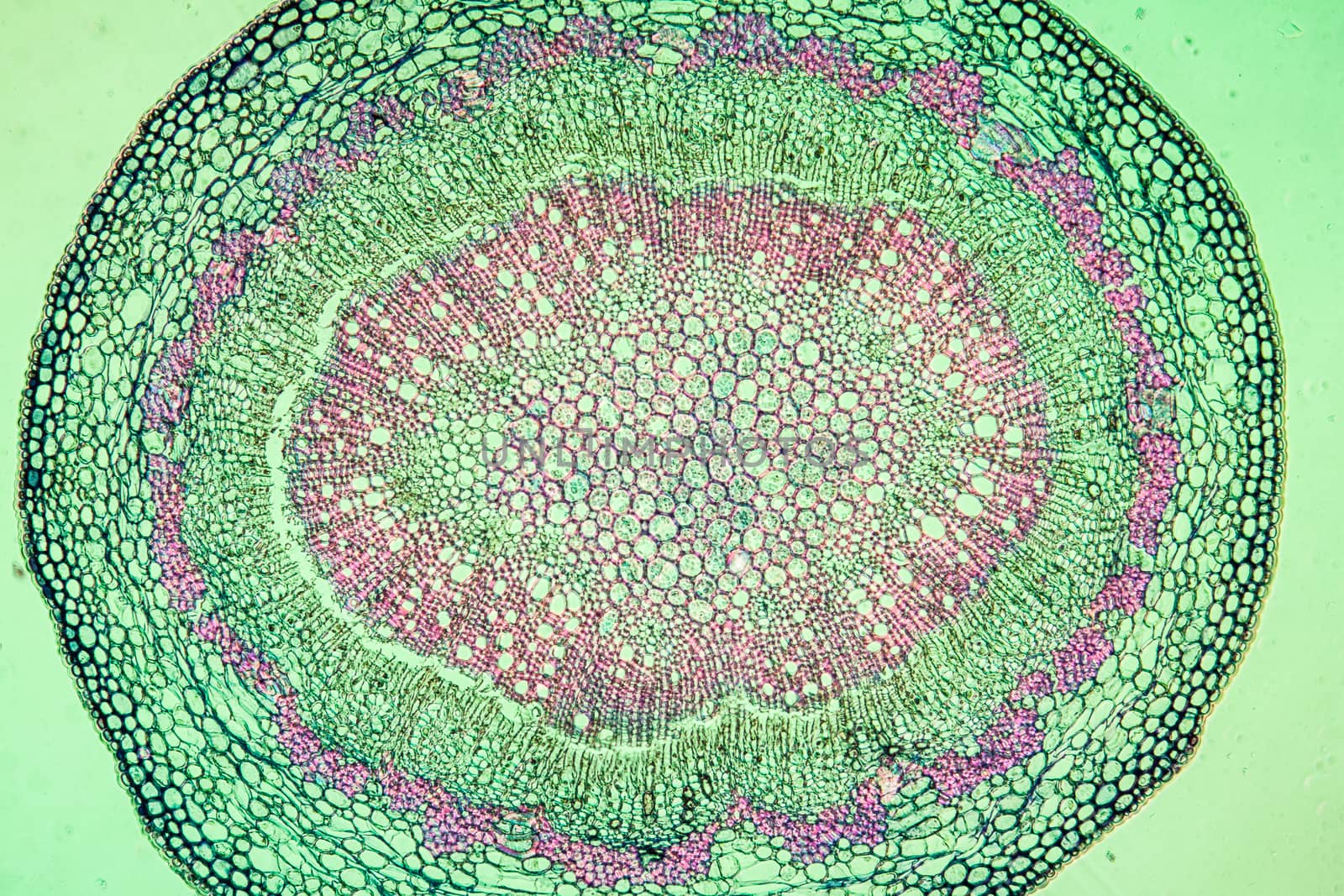 Oak fruit stem in cross section 100x by Dr-Lange