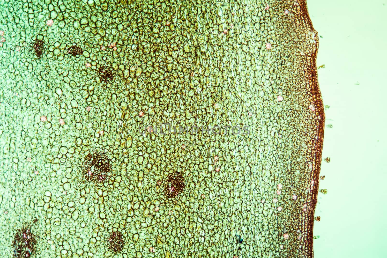 Pedunculate oak in cross section 100x